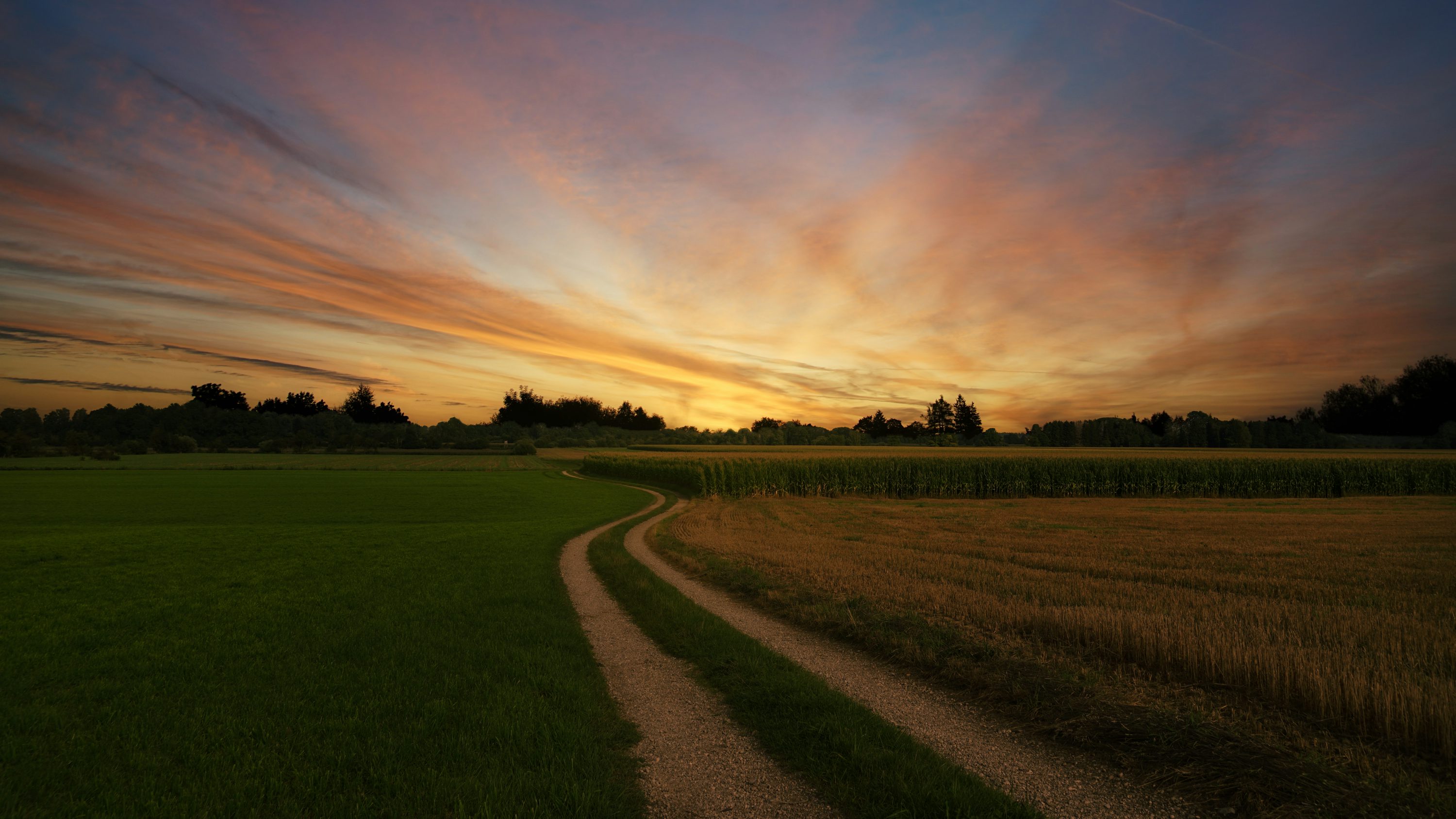 Brazilian soybean field at golden hour